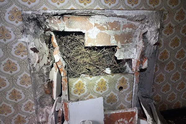 Branches de nids de choucas des tours tombées en bas de cheminées